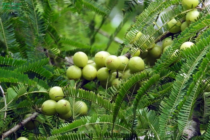 আমলকী এর পুষ্টি ও ঔষধি গুণাগুণ!